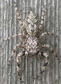 Familiar Jumper